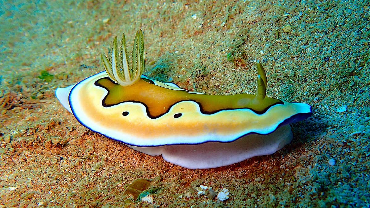 Fun Diving - Live For Diving